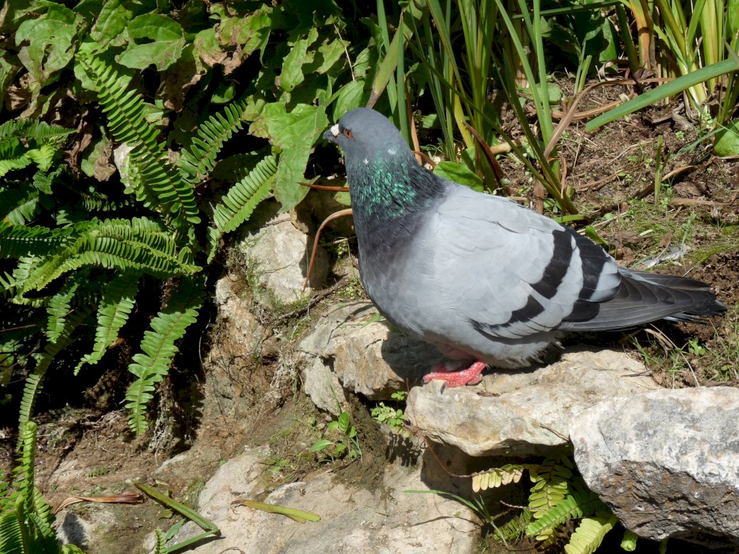 Pigeon from Barcelona online puzzle