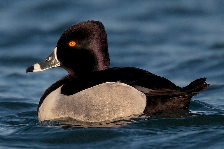 ring-necked duck online puzzle