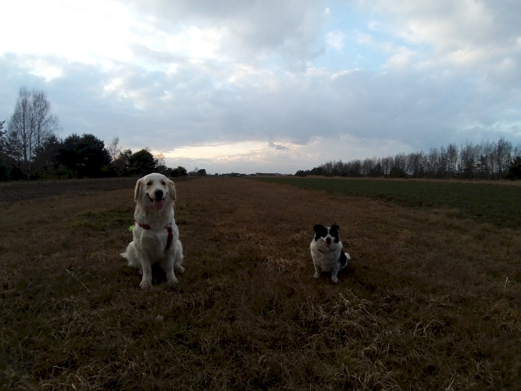 Dogs in the field jigsaw puzzle online