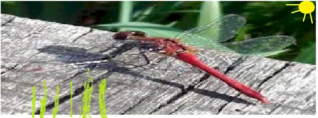 dragonfly and nature jigsaw puzzle online