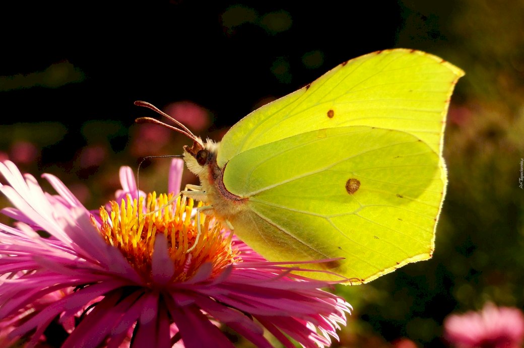Farfalle al limone puzzle online
