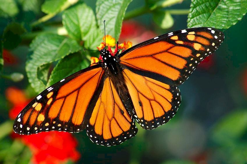 Μια φωτογραφία μιας πεταλούδας μοναρχών παζλ online