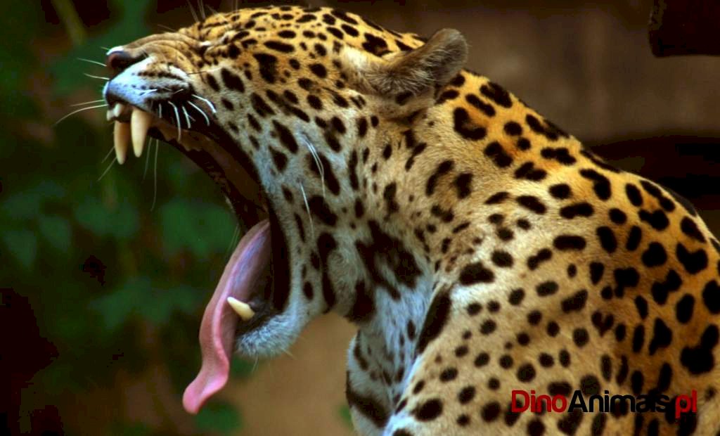 Zívání Jaguar skládačky online