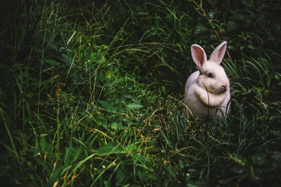 Кролик у траві онлайн пазл