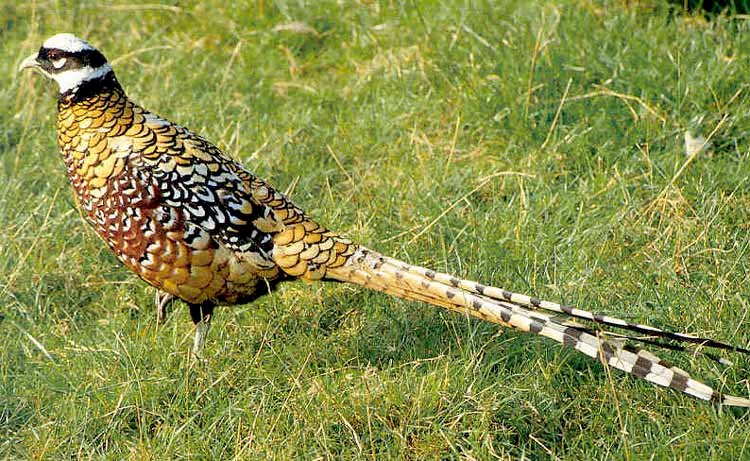 Королівський фазан онлайн пазл