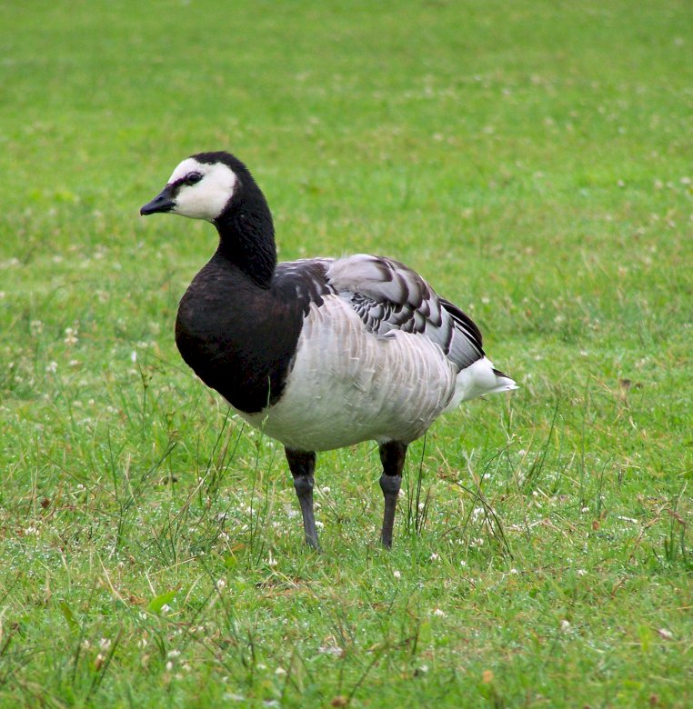 Barnacle goose online puzzle