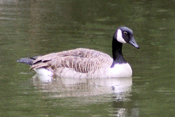 Canada Goose jigsaw puzzle online