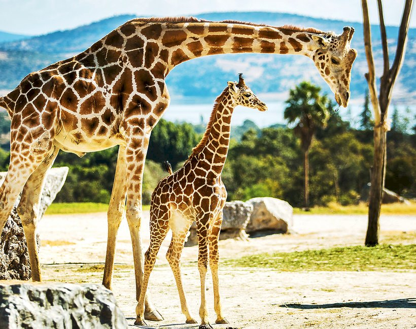 Жираф в стаде онлайн-пазл