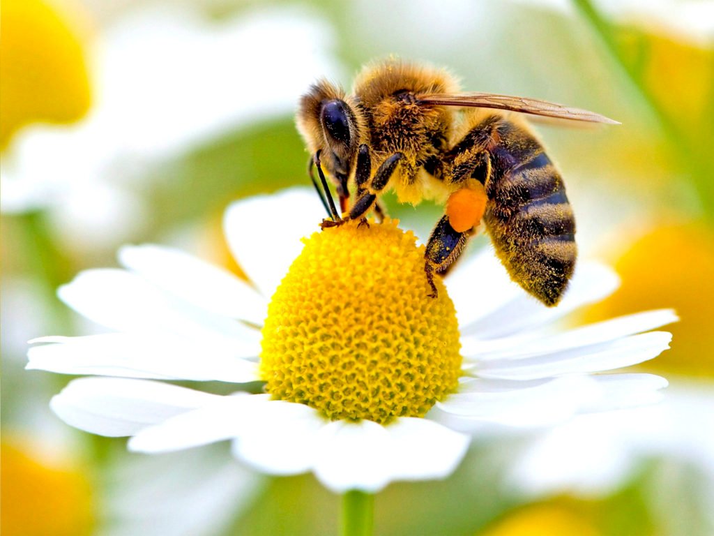 Пчела работник онлайн пъзел