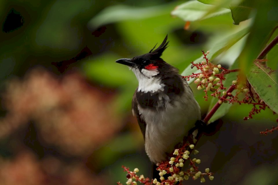 Μικρό, λεπτομερές πουλί - κόκκινο παζλ online