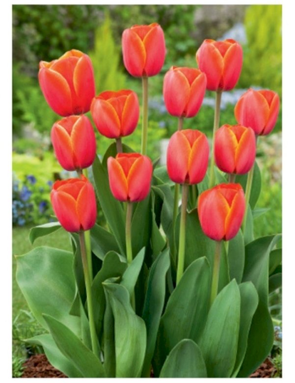 tulipánok nyomkövetőknek online puzzle