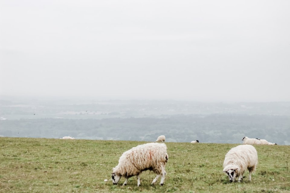 Πρόβατα στην αγγλική ύπαιθρο online παζλ
