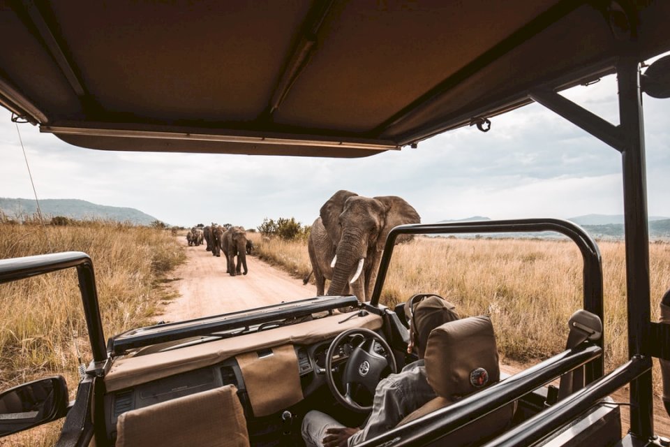 Ελέφαντες σε ένα αφρικανικό σαφάρι παζλ