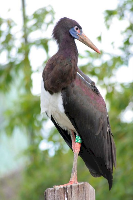 White-bellied stork jigsaw puzzle online