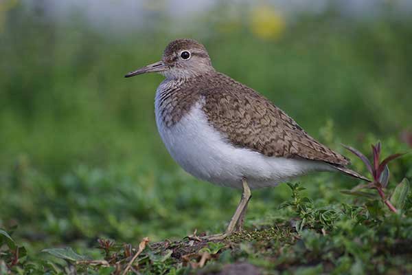 High-pitched wader, high-pitched whine online puzzle
