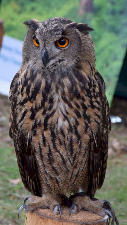 Eagle Owl (Bubo bubo) Pussel online