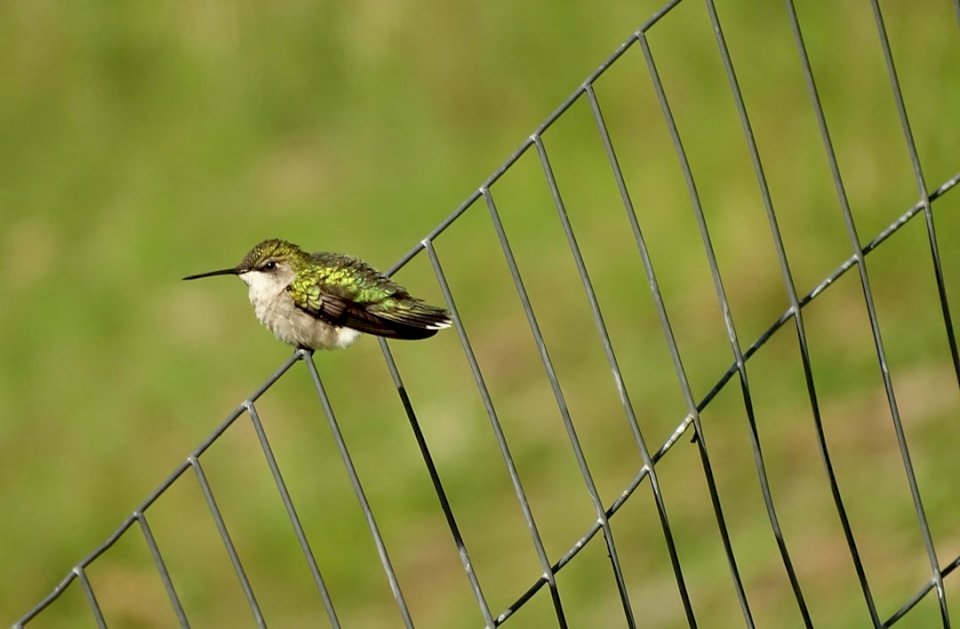 колибри-птица онлайн пъзел
