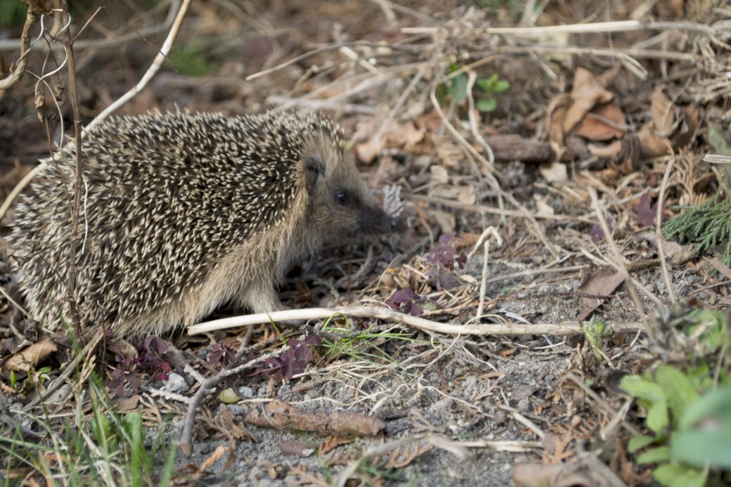 Hedgehog in the yard. jigsaw puzzle online