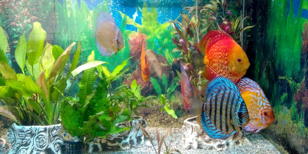 Акваріумні рибки 25 головоломок онлайн пазл