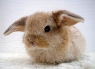 милый кролик онлайн-пазл