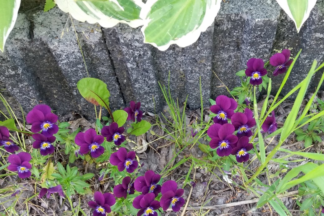 pansies flowers and concrete. online puzzle