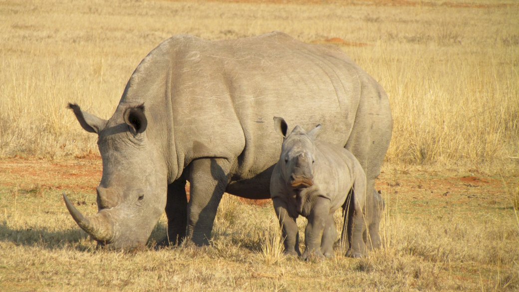 Puzle Rinoceronte para crianças quebra-cabeças online