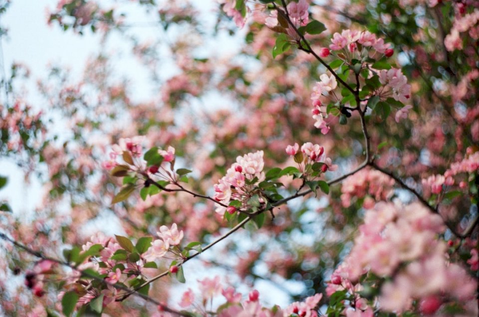 Rózsaszín virág-Novoszibirszk online puzzle