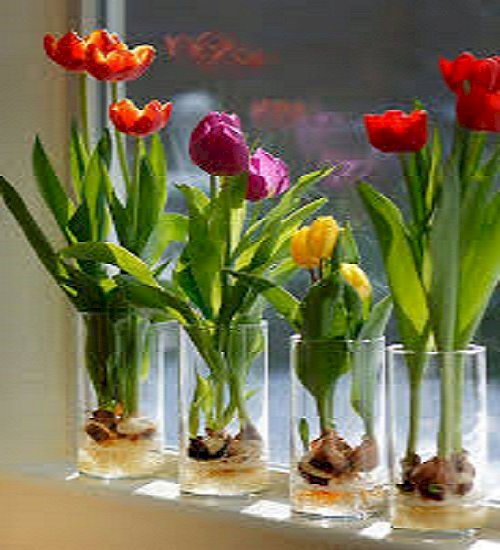 Tulipani. puzzle online