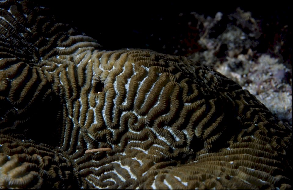 Um recife de árvore. Coral. puzzle online