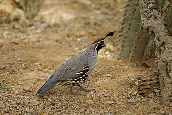 Crested quail jigsaw puzzle online