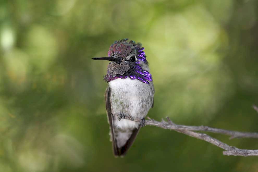Kalifornien kolibri pussel på nätet