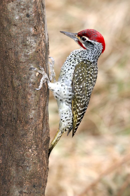 Acacia woodpecker online puzzle