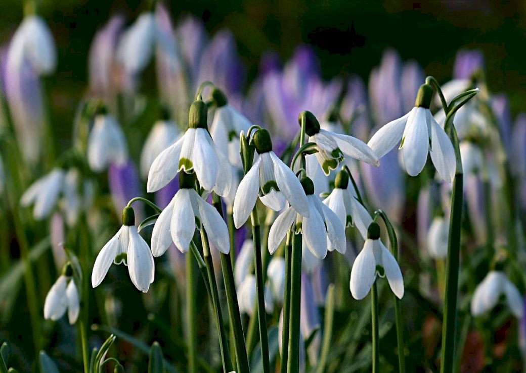 Snödroppar är ett vackert vitt tecken på våren pussel på nätet