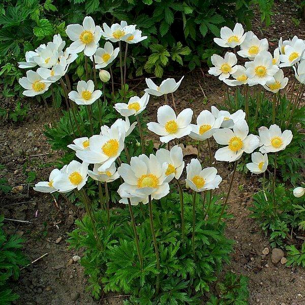 Anemone mit Zeichen des Frühlings Online-Puzzle