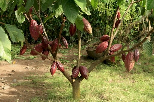 Какаово дърво онлайн пъзел