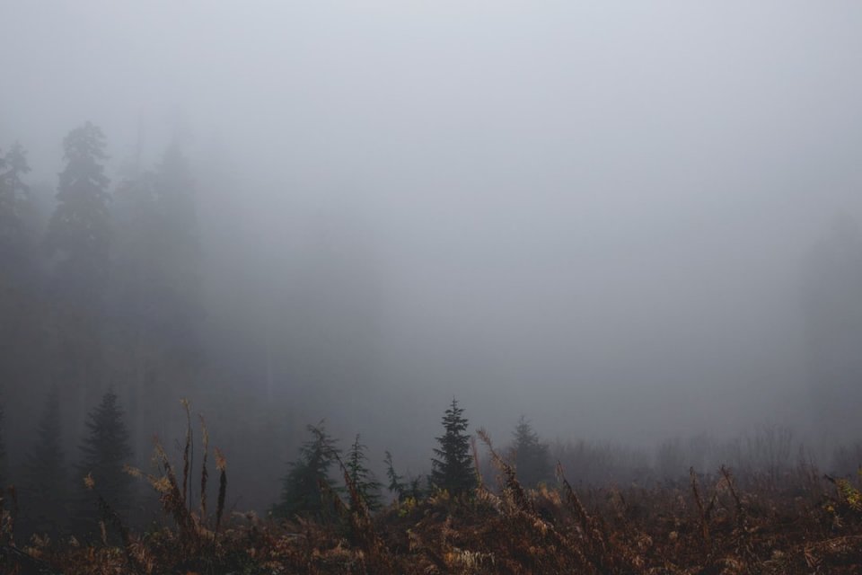 Árvores na névoa da manhã quebra-cabeças online
