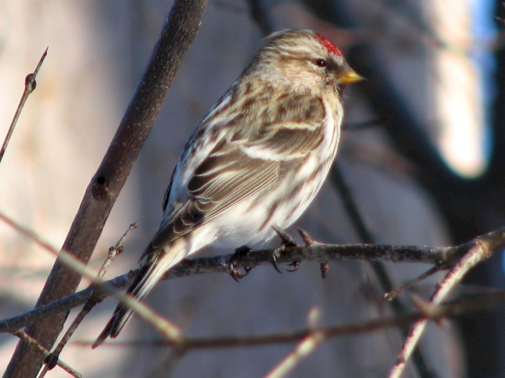 redpoll jigsaw puzzle online
