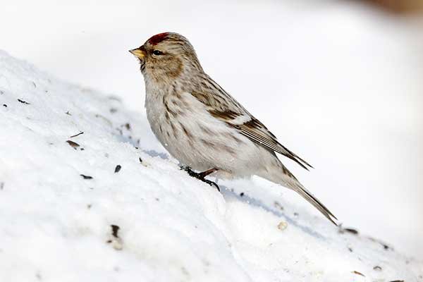 Tundra Redpoll puzzle online