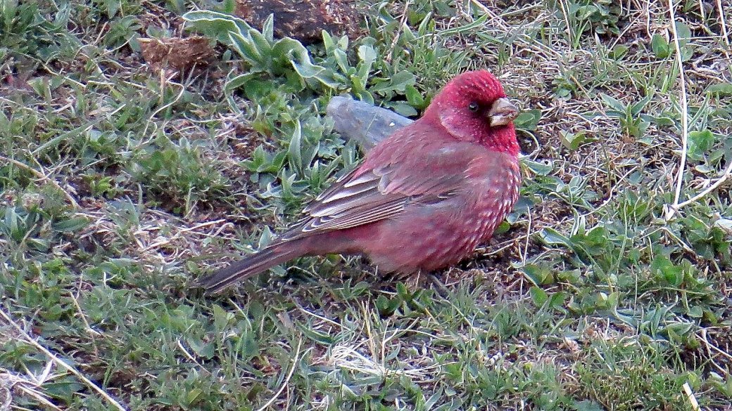 House Finch online puzzle