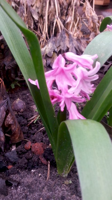 jarní hyacint online puzzle