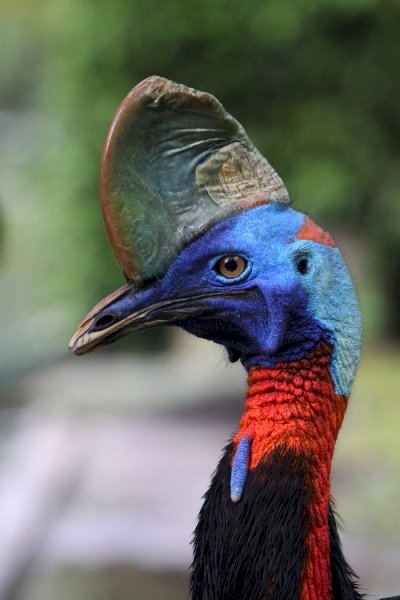 Single coral cassowary jigsaw puzzle online