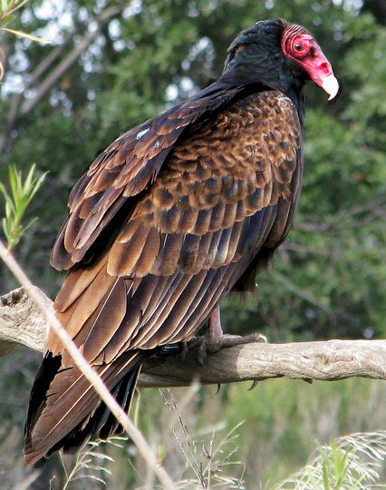 Pink-headed vulture jigsaw puzzle online