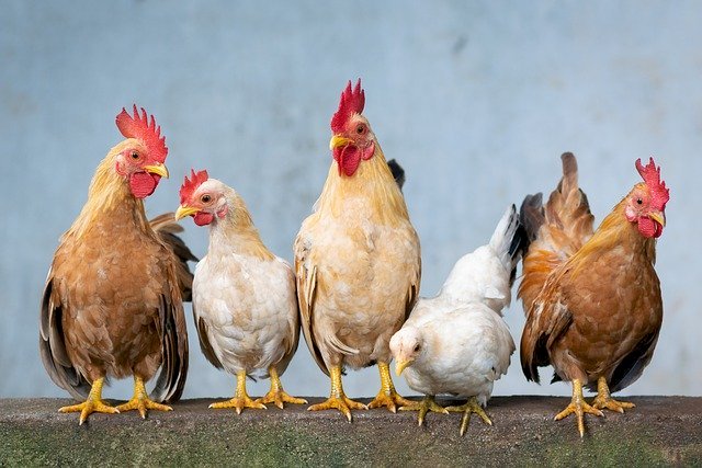 Pollos de pascua rompecabezas en línea