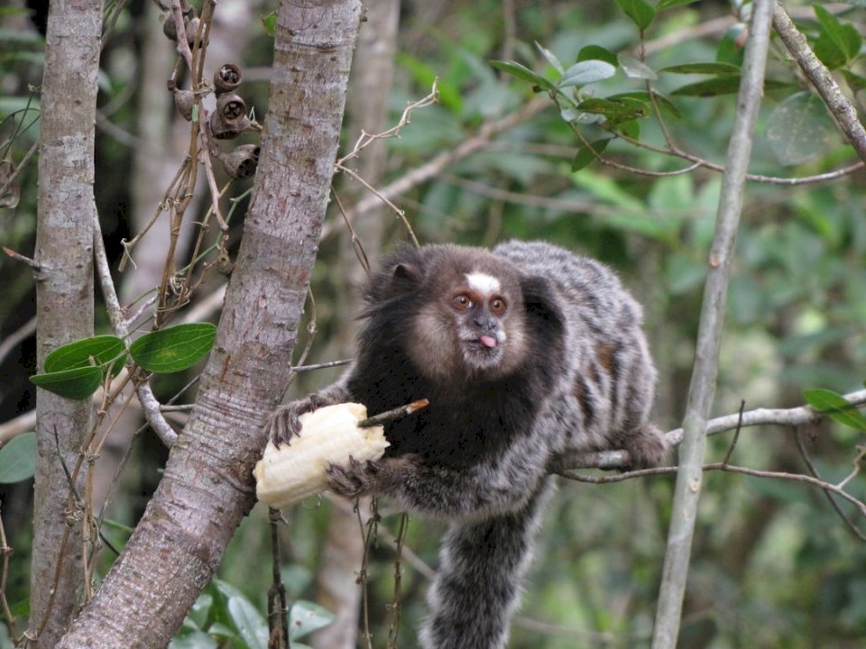 Marmoset eating banana in the jigsaw puzzle online