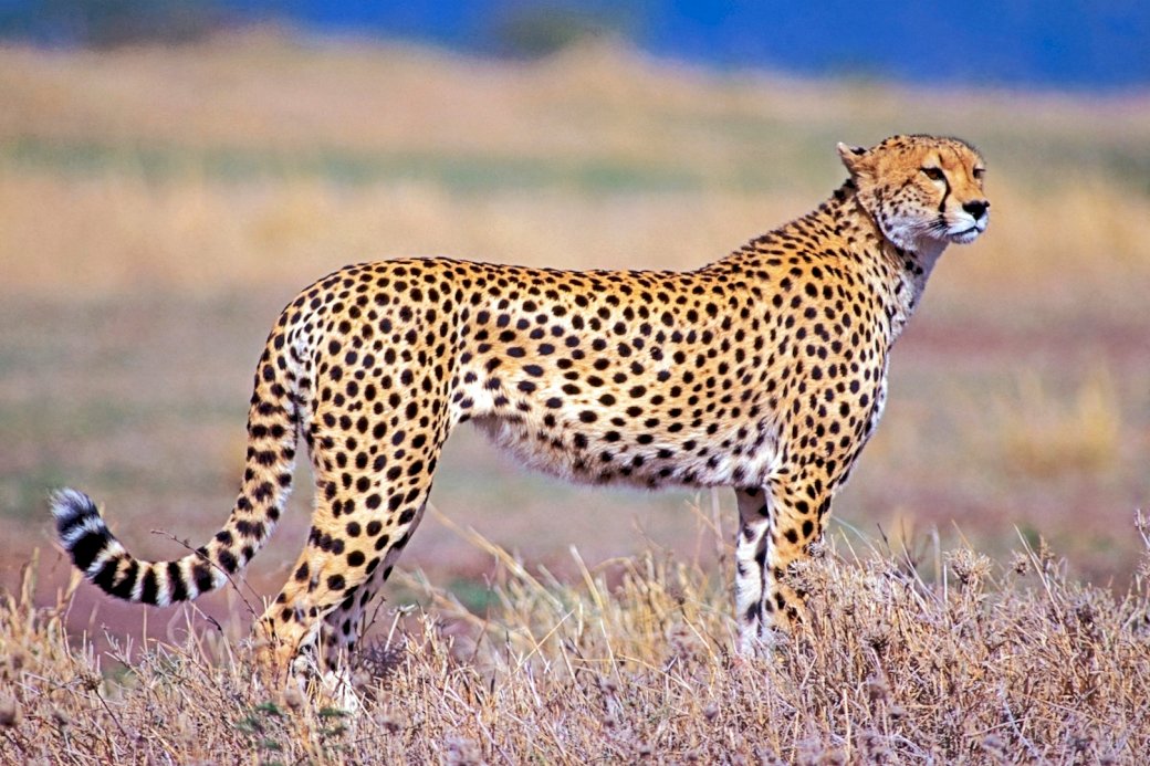 cheetah Pussel online