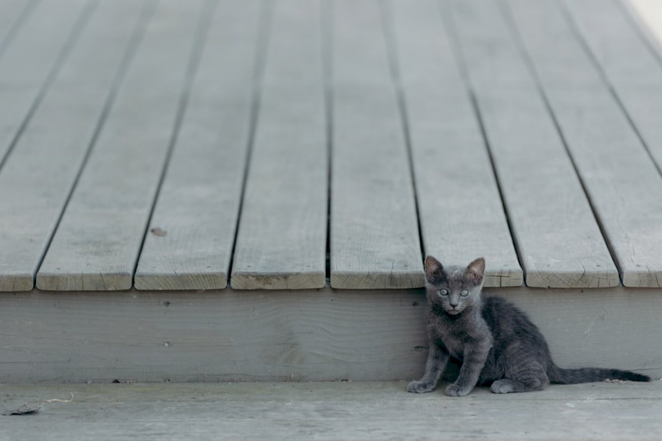 灰色の子猫 オンラインパズル