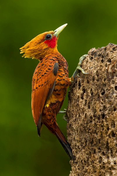 Light-headed woodpecker online puzzle