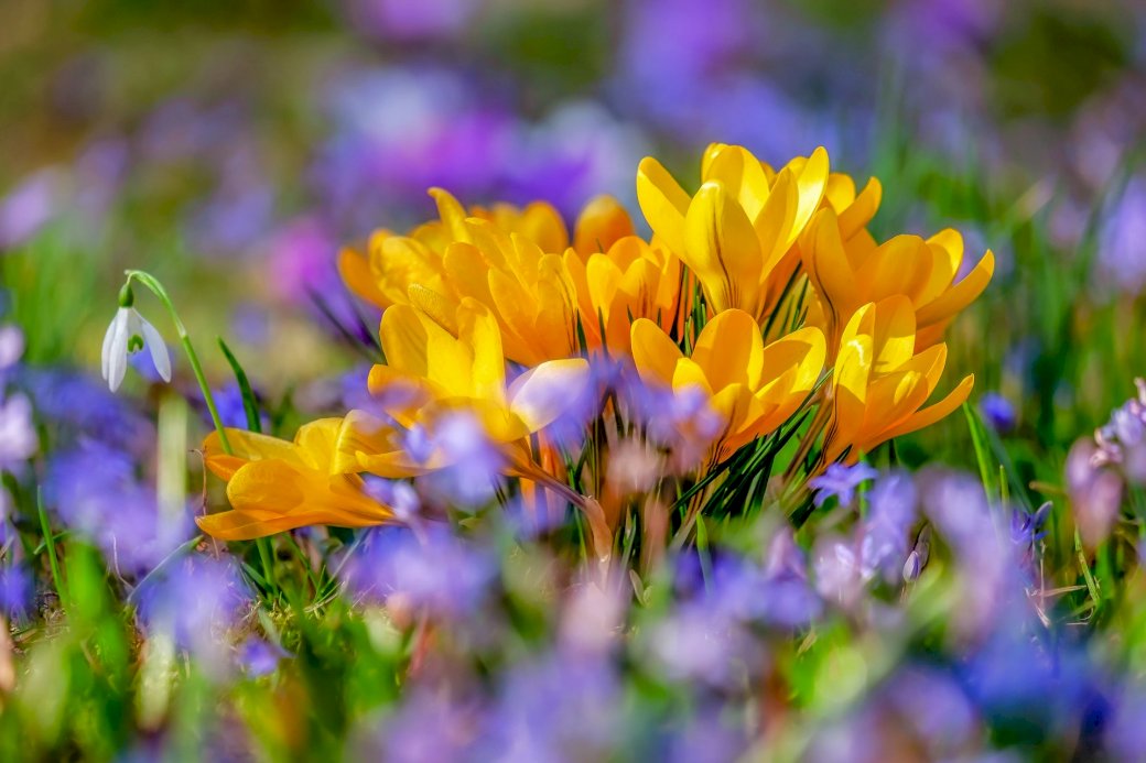 Flor de primavera quebra-cabeças online