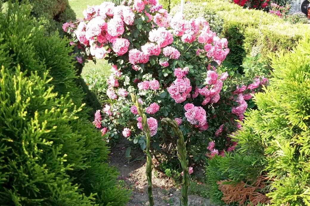 rose bush online puzzle