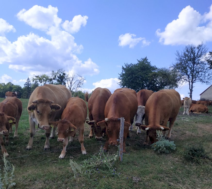 Vacile din mediul rural puzzle online